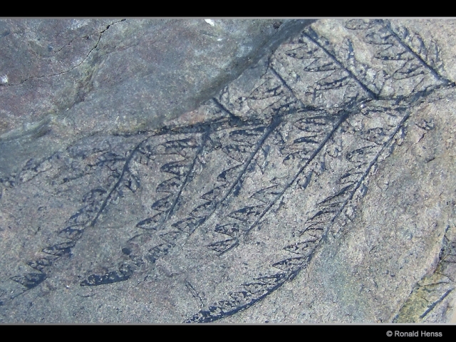 Fossil - Bergehalde Lydia - Alter ca. 300 Millionen Jahre