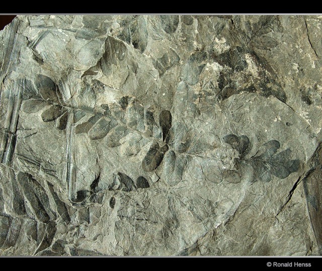 Fossil - Farn aus dem Karbonzeitalter
